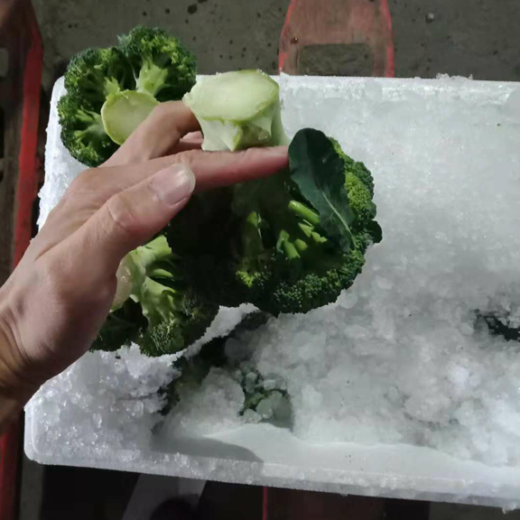 Chinese quality broccoli supply / fresh vegetable export
