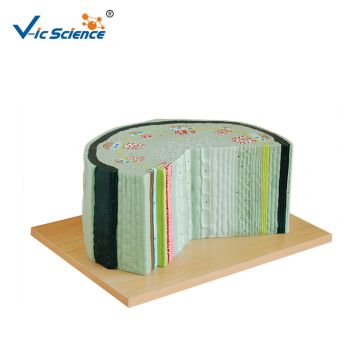 Dicot Stem Structure Plant Model