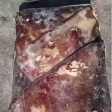 Certified Frozen Giant Squid Wing Raw Materials