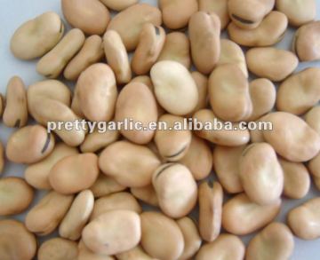 dry Broad beans/fava beans