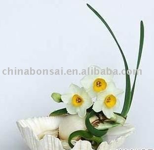 narcisuss seashell