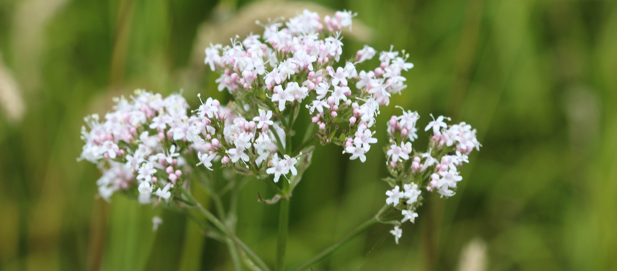 Valerian-Extract Valerian-Extract