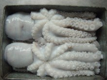 Octopus seafood fish high quality whole frozen octopus
