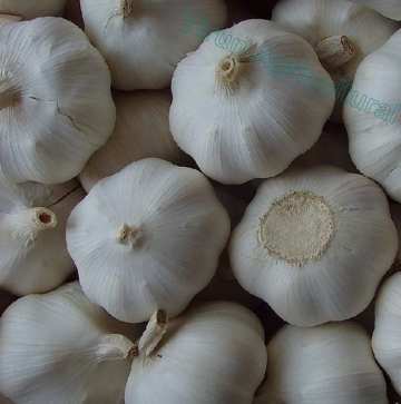 Normal White Garlics with Export Standards