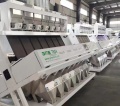 Sorter Machine per grano