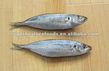 Frzoen horse mackerel Trachurus trachurus