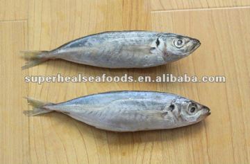 Frzoen horse mackerel Trachurus trachurus