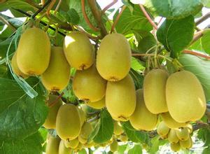 2015 Newest Top Quality Red Kiwi fruit seeds For Planting