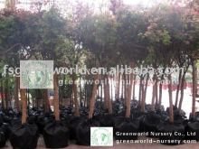 Acer palmatum different kind