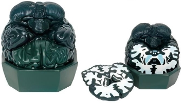 Continuous frontal section of the brain