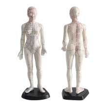 English Point Code Acupuncture Mannequin Model - 48cm Female Body Soft Material Teaching Resource