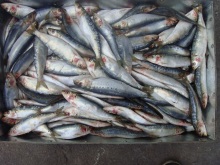 Frozen Fresh Pacific Sardines Fish By Light Purse