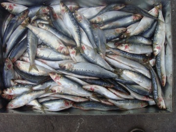 Frozen Fresh Pacific Sardines Fish By Light Purse