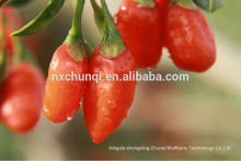 Free samples 50%polysaccharides goji berry price/goji berry /goji