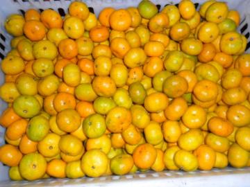 Sweet Baby Fresh Mandarin Oranges 3 - 5.5 cm , 10.58 g Suga Model No:O104 Min. Order:1 Sweet Baby Fresh Mandarin Oranges 3 - 5.5 cm , 10.58 g Sugars , Fresh Fruit Quick Detail: Style: Fresh Product Type: Citrus Fruit Type: Orange Cultivation Type: Commo