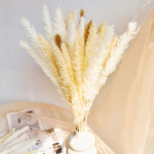 Bohemia Cheap High Quality Dried Pampas Grass Wedding Centerpieces