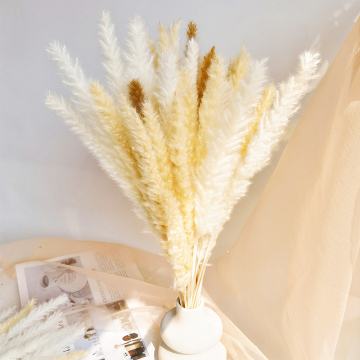 Bohemia Cheap High Quality Dried Pampas Grass Wedding Centerpieces