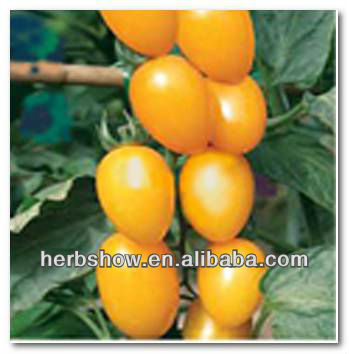 Yellow Tomato Seeds