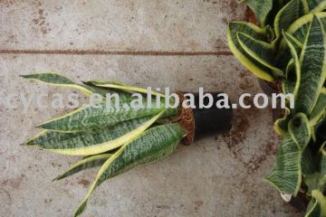 Sansevieria trifasciata