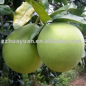 sweet honey pomelo