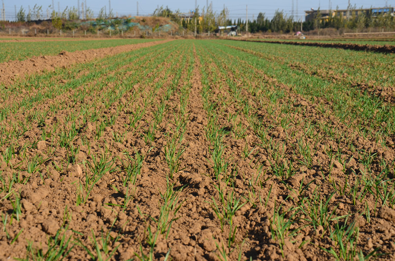 Wheat Seed Planter For Tractor