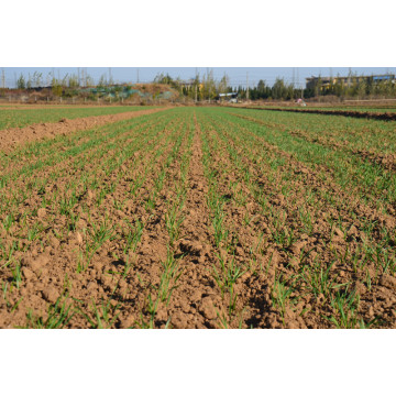 Certyfikacja CE Multi Crop Planter do gruntów rolnych