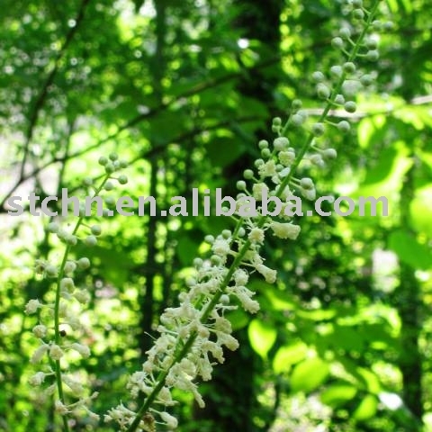 Black Cohosh P.E.