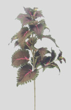 Coleus Spray (Red)