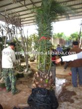 phoenix canariensis best quality palm trees