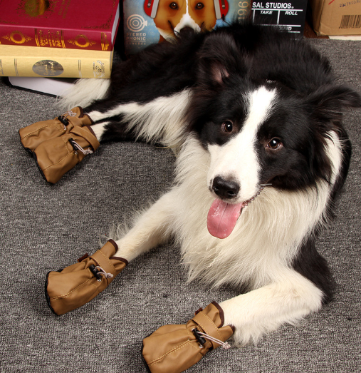 Autumn and Winter New Puppy Shoes