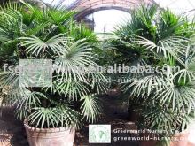 rhapis multifida indoor hotel trees