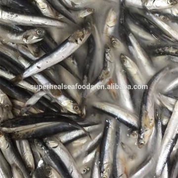 Frozen anchovy for fish meal