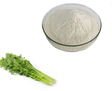 High Quality Fermented Celery Juice Powder Organic