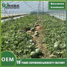 Optimized Watermelon Greenhouse Design
