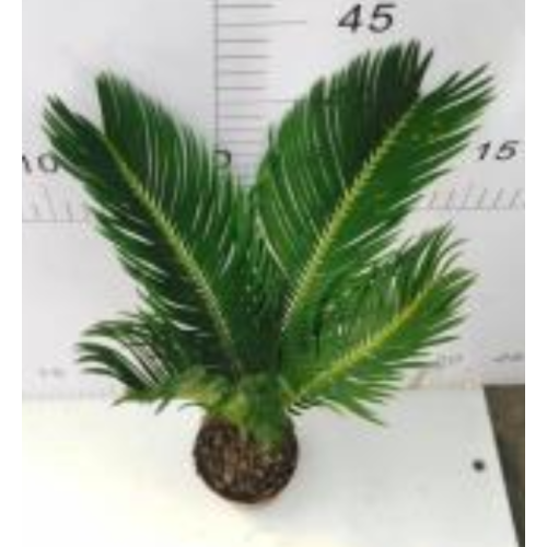 good shaped Cycas revoluta 90 plant