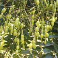 98% Genistein in fresh stocks Sophora Japonica Extract