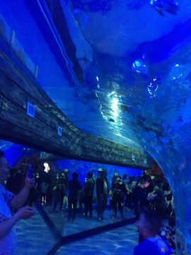 Underwater acrylic tunnel for sea world aquariums