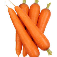 New Crop Fresh Carrot