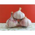 Fresh high quality purple garlic