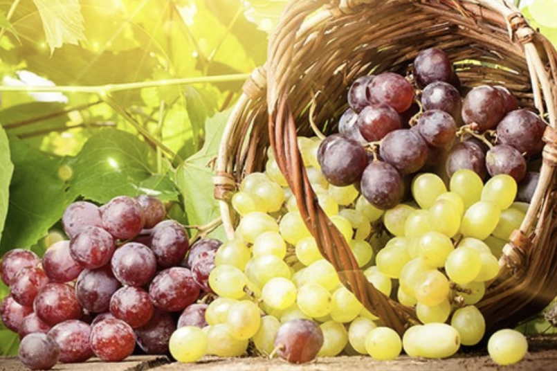 Extrato OPC de semente de uva Grape Seed OPC Extract