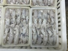 500g BQF Baby squid