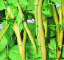 high quality plastic bop fruit tree anti bird net