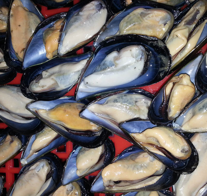 Zamrożone gotowane półkłaski małże online