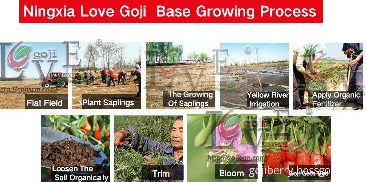 Conventional Goji Hot Sale growing process