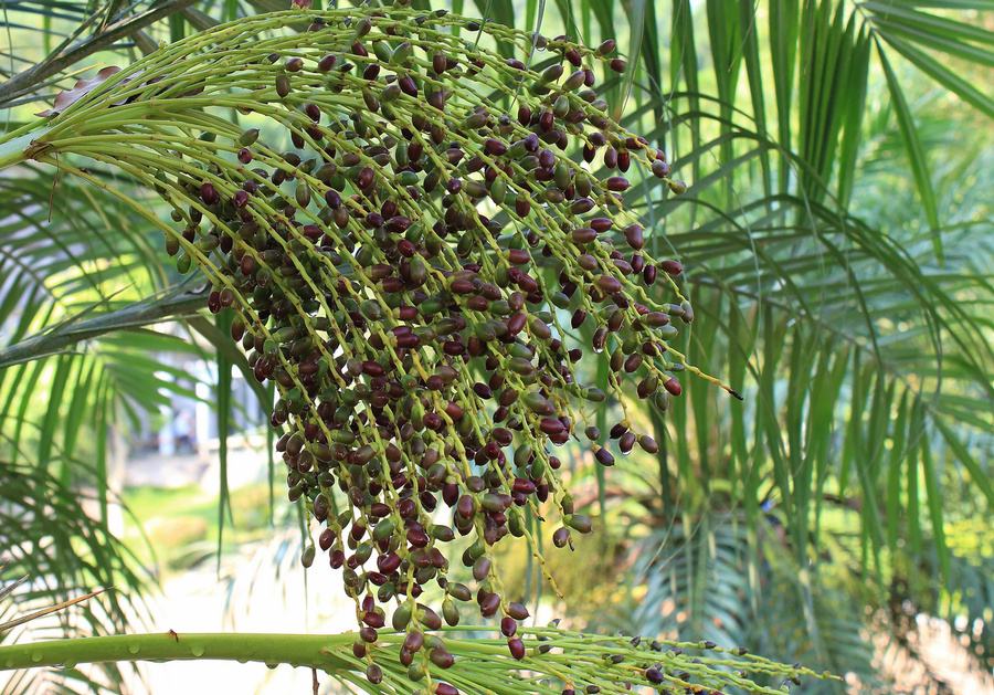 Saw palmetto extract