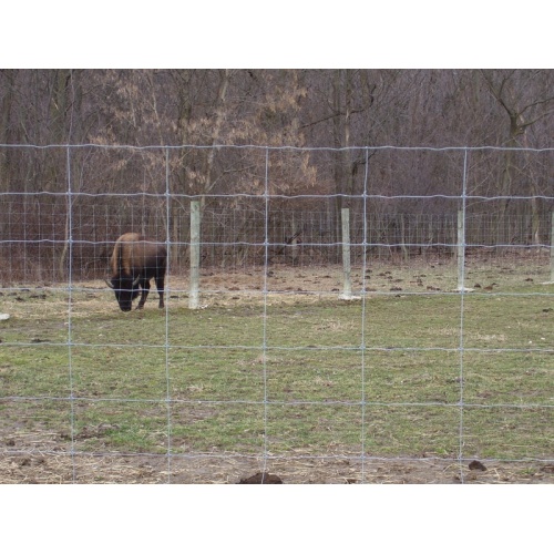 Uesed PVC gecoate gegalvaniseerde hert hek boerderij