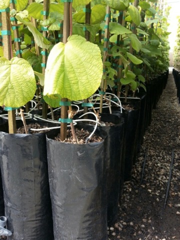 Black plastic nursery bags for tree planting