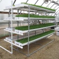 Sistema de Cultivação de Forragem Hidropônica ProFeed