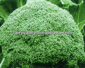 F1 Hybrid Excellent Organic Broccoli Seeds For Sale