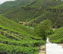 oganic green tea Direct Manufacturer certified by IMO NOP BRC lowering blood pressure tea